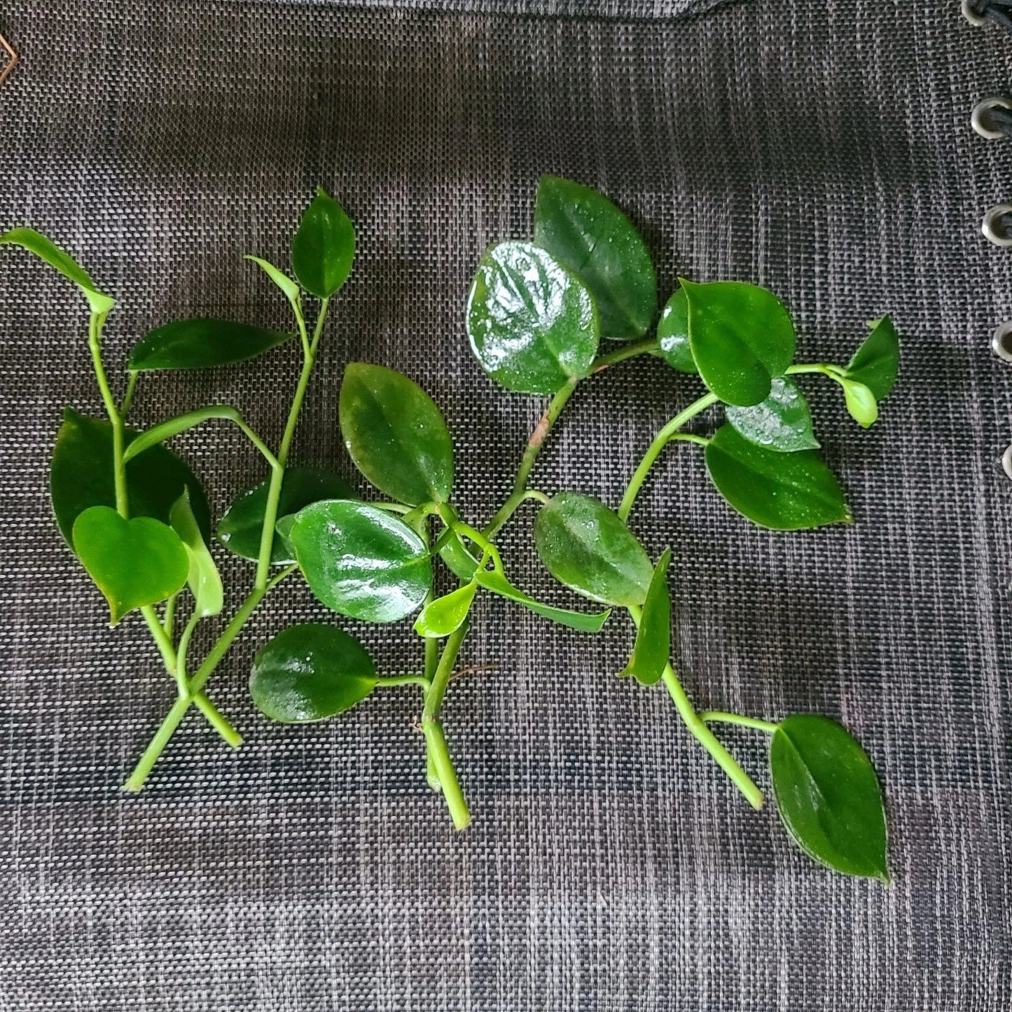 Peperomia 'Cupid' Cuttings - 6 No Roots Indoor Houseplant, Easy Care, Low Light, Heart-Shaped Leaves, Compact, Peperomia