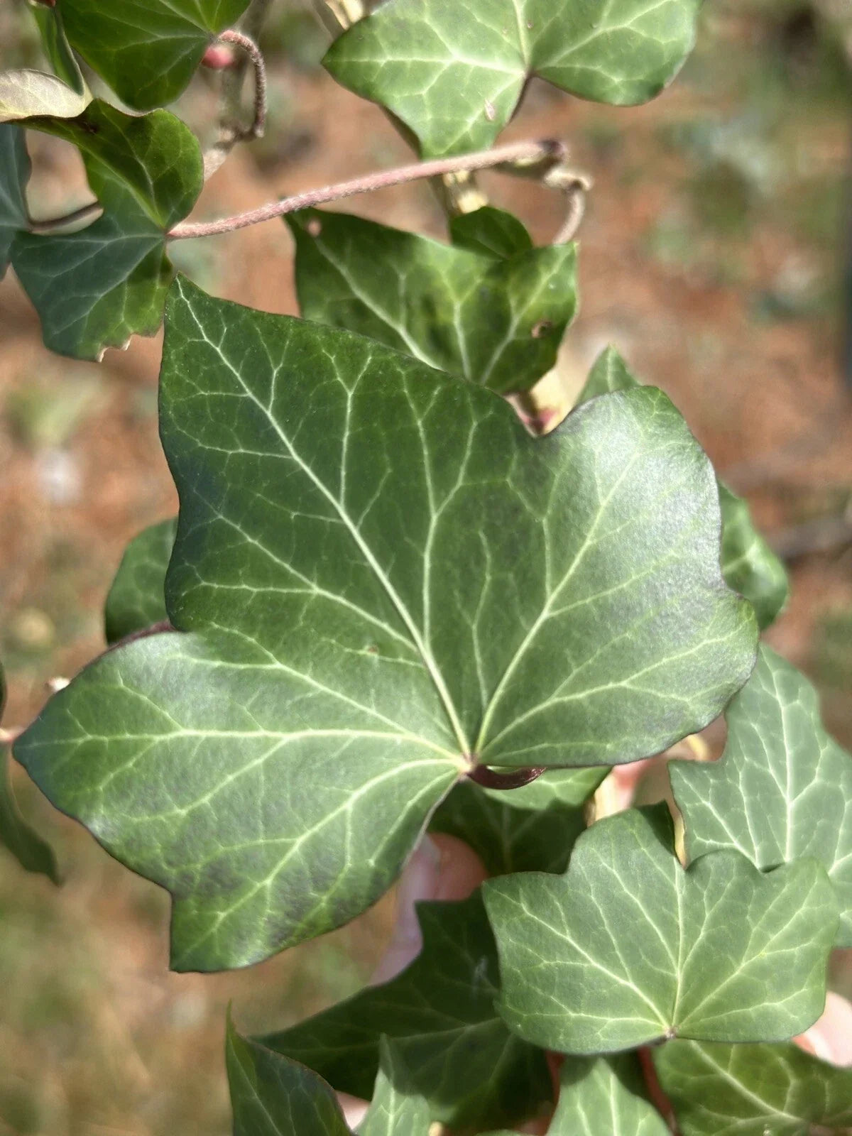 English Ivy Cuttings - Live Plants for Groundcover & Fence - Hedera helix - 10 Pack