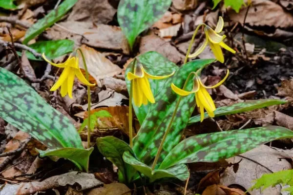Wild Yellow Trout Lily Bulbs - 20 Bare Roots - Erythronium americanum - Spring Blooming Perennials for Shade Gardens