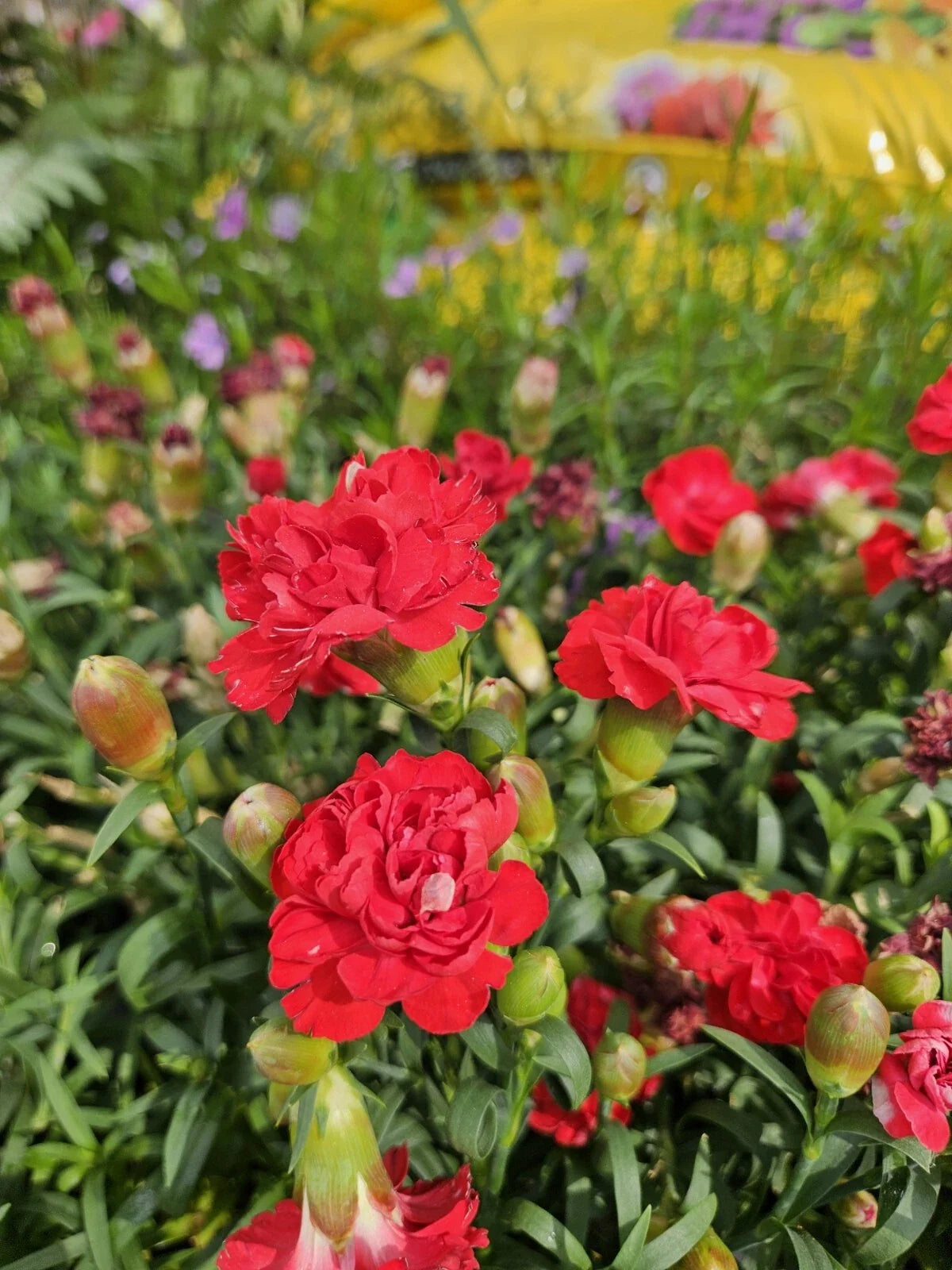 Dianthus Supertrouper Scarlet Seeds - Bare Root Perennial Plant with Red Flowers for Garden, Borders, and Rock Gardens