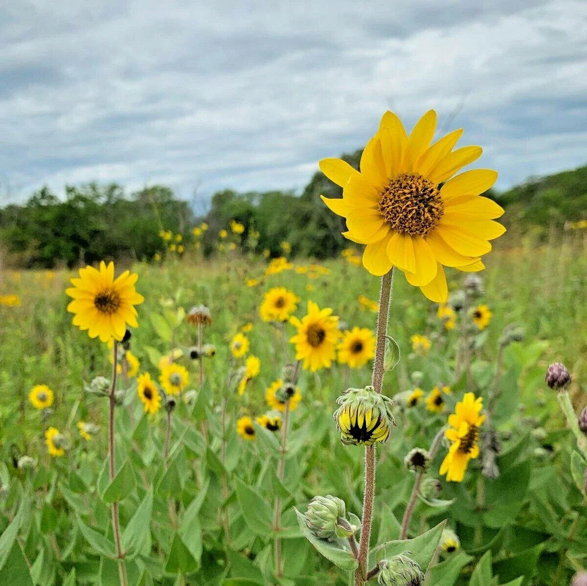 Downy Sunflower Seeds - Native Prairie Wildflower - Drought-Tolerant Helianthus mollis - Summer & Fall Blooms, Pollinator Attractant