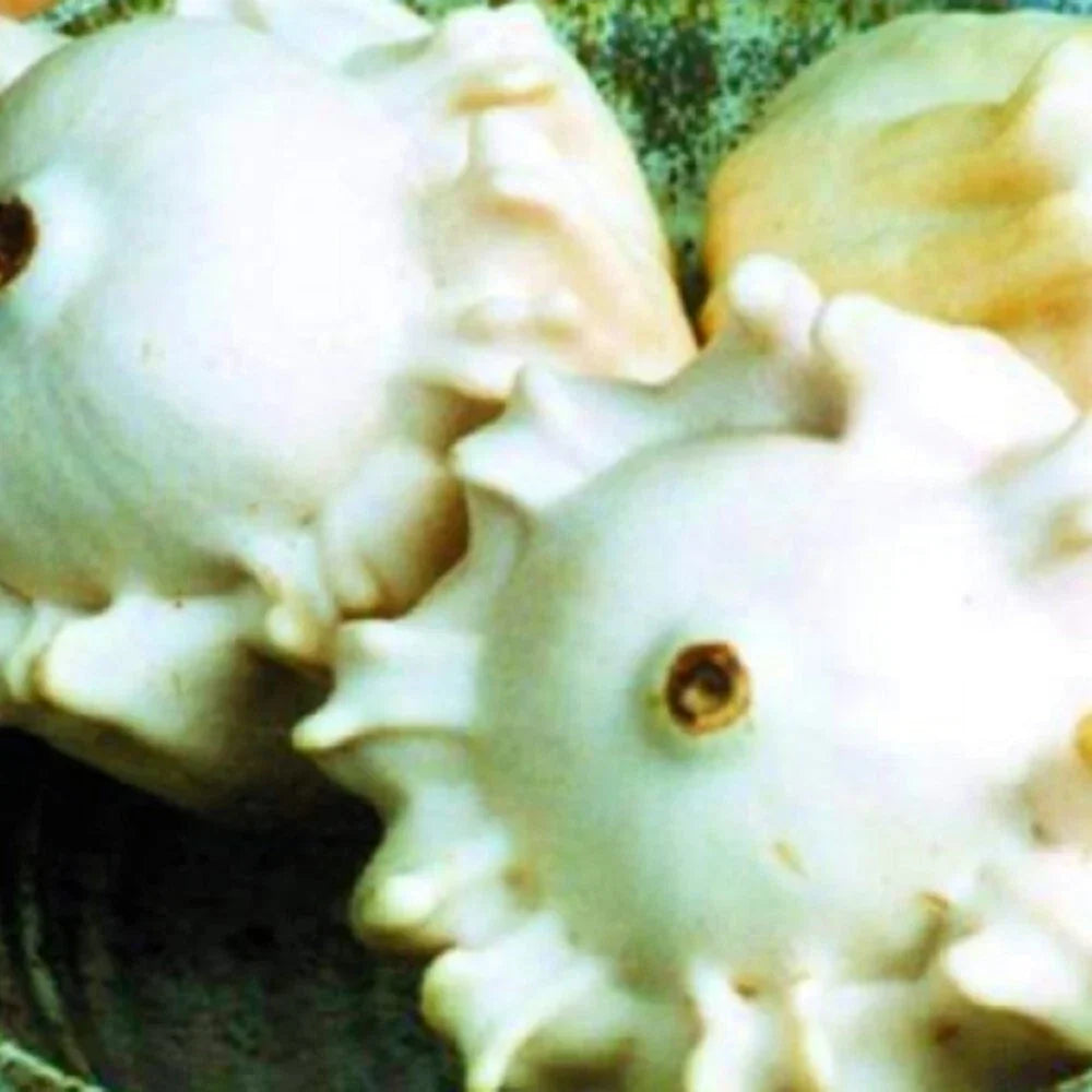 Heirloom Gourd Seeds | Crown of Thorns | NON-GMO | Lagenaria siceraria
