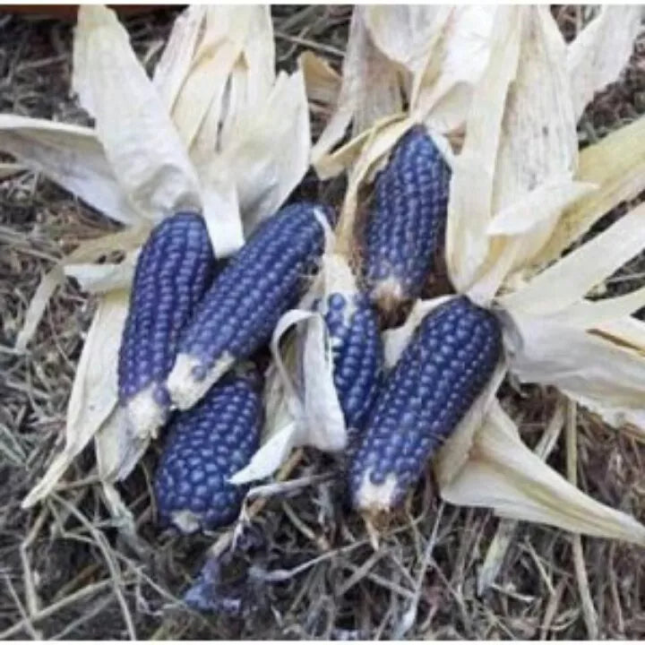 20 Seeds Blue Shaman Popcorn Heirloom Zea mays Non-GMO Organic