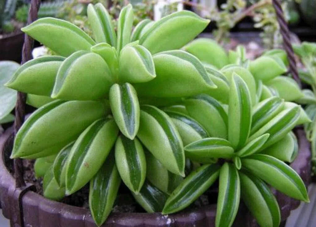 Peperomia Dolabriformis - Rare Prayer Plant 4" Indoor Houseplant