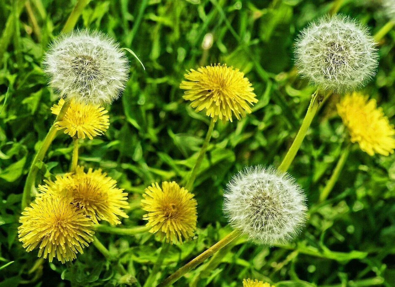 Organic Dandelion Flower Seeds Taraxacum officinale Edible Wild Heirloom Non-GMO