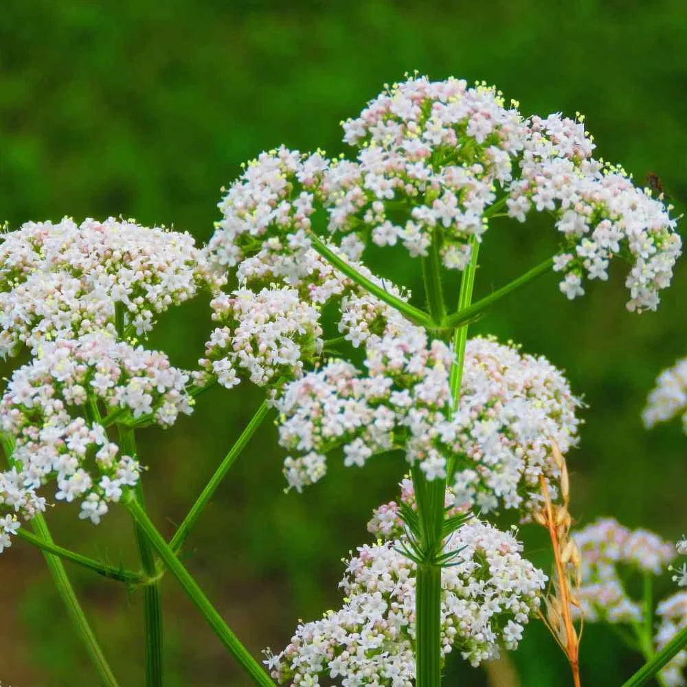 Anise Herb Seeds Pack – 250+ Pimpinella anisum Culinary Spice Seeds for Garden, Cooking & Pollinators