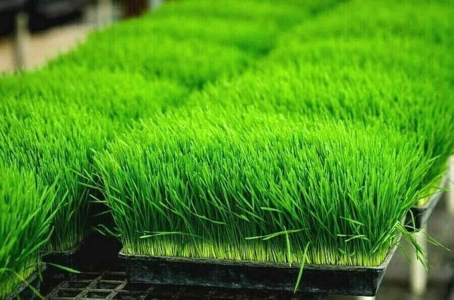Organic Wheat Grass Seeds for Sprouting & Juicing, 1 oz, Triticum aestivum, Rich in Vitamins B, C, K, Folic Acid, Fiber