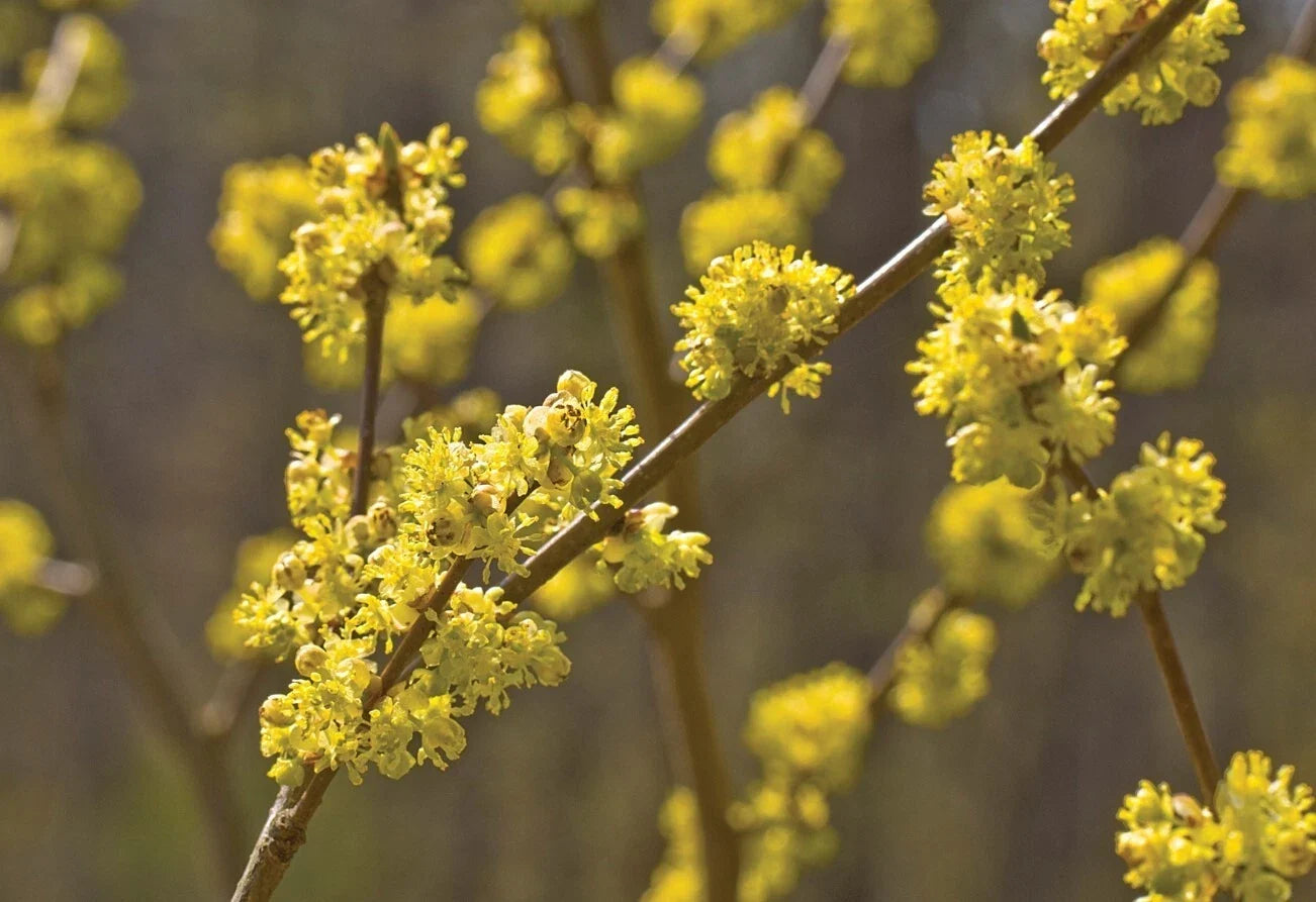 Spicebush Plants Set - 4" Pot Lindera benzoin Aromatic Shrubs for Garden, Fragrant Leaves & Berries, Deciduous, 6-12" Tall