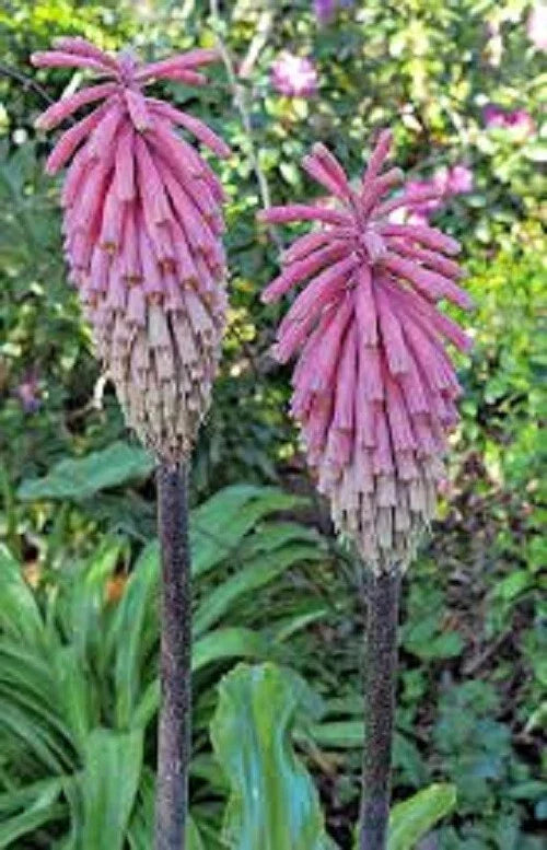 Pink South African Torch Lily Seeds - Kniphofia uvaria Perennial Flower Seeds, Pink Blooms, Full Sun, Easy to Grow, 25 Pack