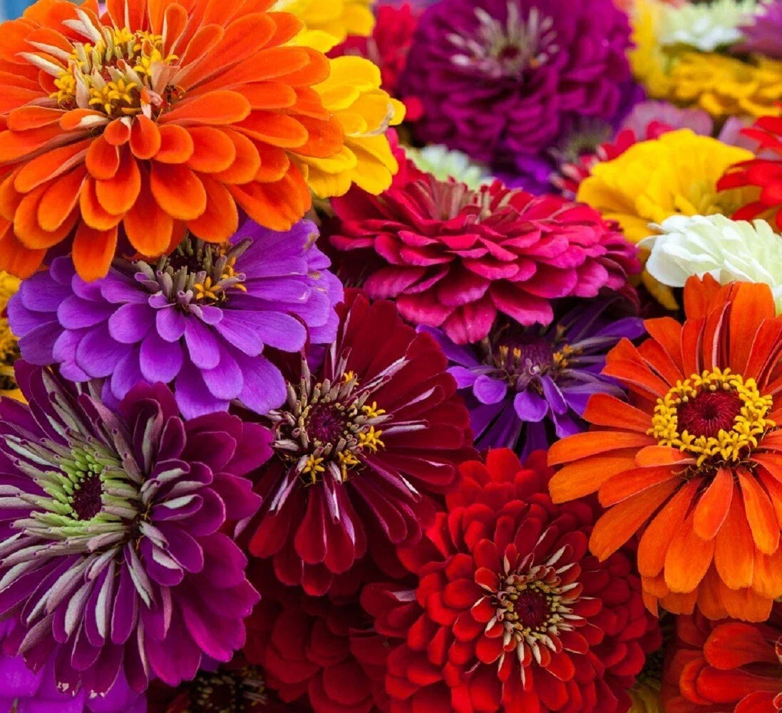 California Giant Zinnia Flower Seeds | Non-GMO Annual Zinnia elegans for Vibrant Summer Blooms
