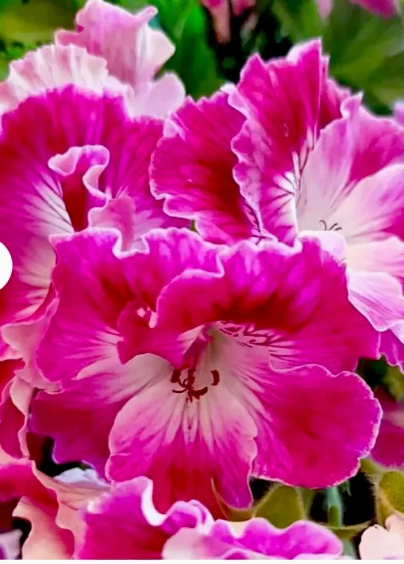 Rare Pink and White Streaks Geranium Live Plant - 10 Inch Perennial Pelargonium hortorum