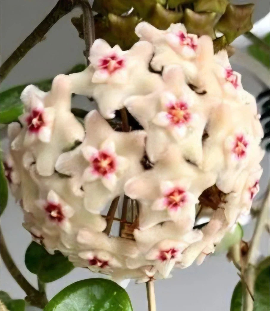 Hoya Mathilde Splash Live Plant - Variegated Wax Vine in 4" Pot, 5" Tall Indoor Houseplant