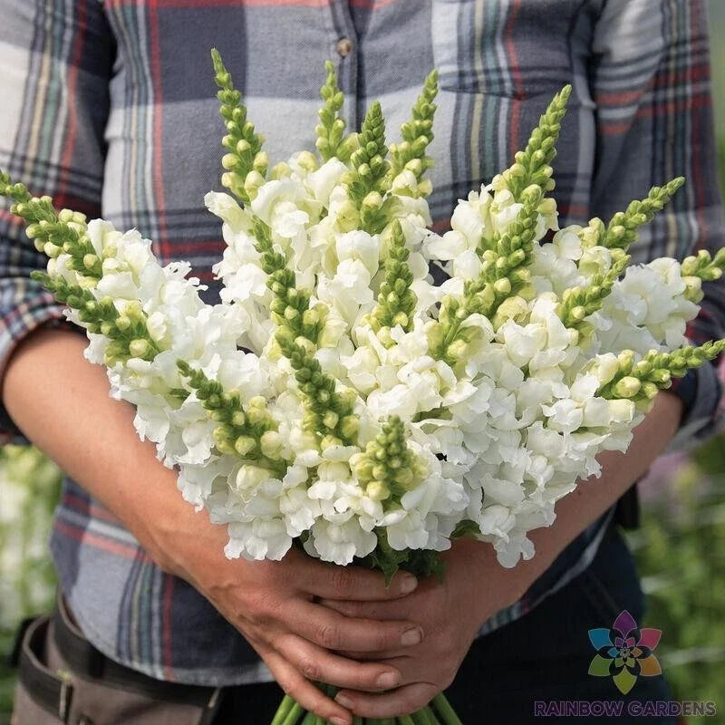 Legend White Snapdragon Seeds - 1000+ Count, Antirrhinum majus, Garden Flower Seeds, White Blooms, Easy to Grow, USA Grown