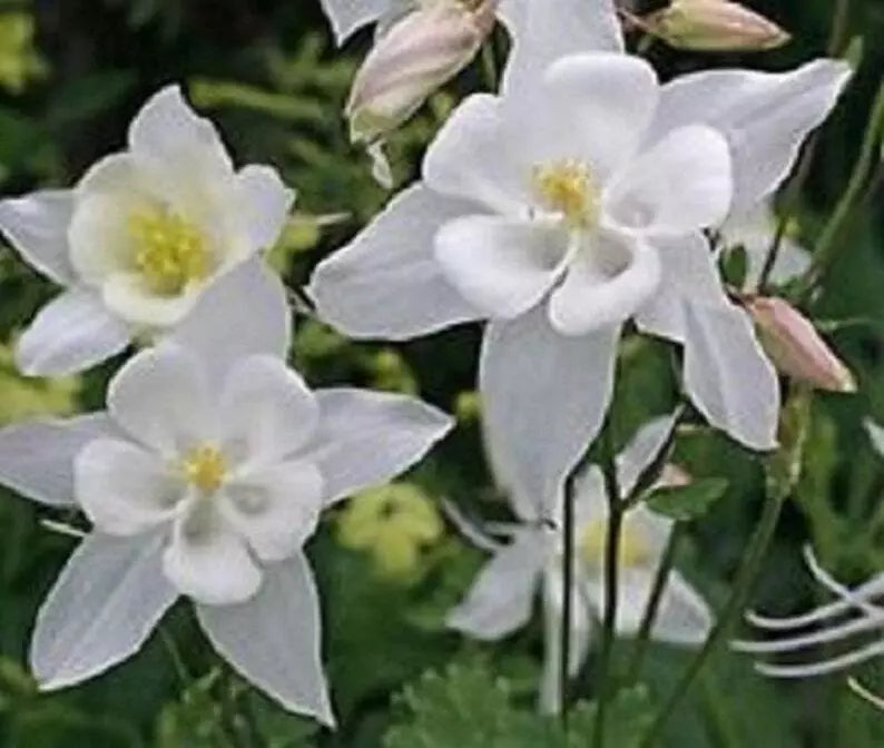 Columbine Seeds 20 Pure White Aquilegia Fresh for 2025 | Perennial Garden Seeds