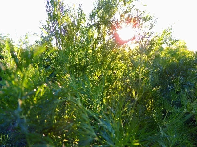 Dill Seeds Long Island Mammoth - Fresh Anethum graveolens for Herb Gardens