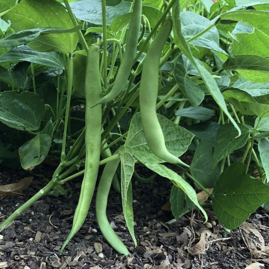Improved Tendergreen Bean Seeds – 50 Pack, Bush Stringless Green Vegetables, Phaseolus vulgaris, Non-GMO, Garden Vegetable Seeds