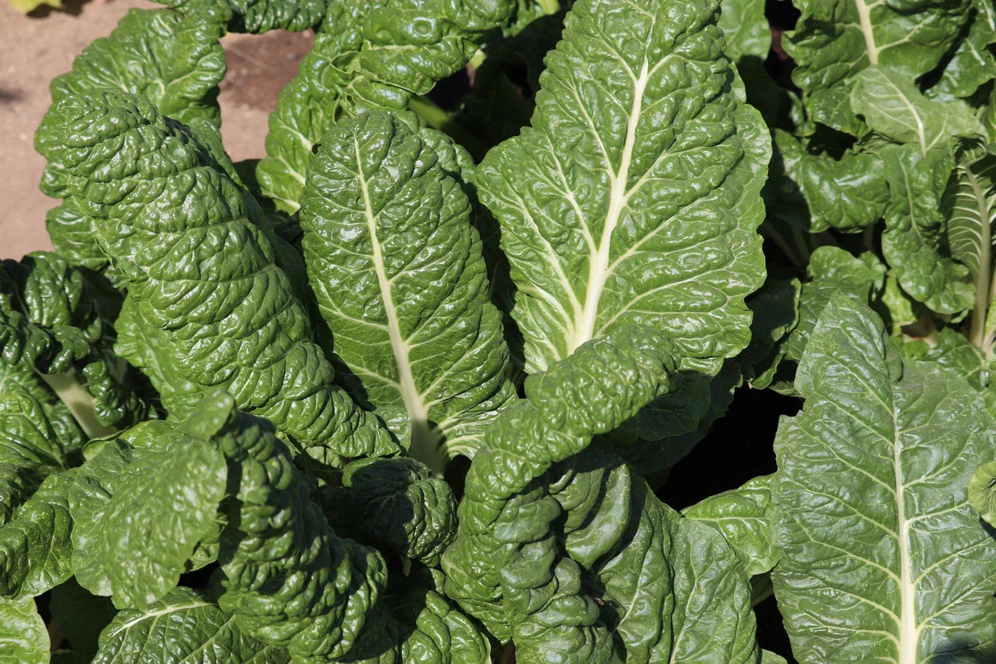 Fordhook Giant Swiss Chard Seeds - Non-GMO Heirloom Beta vulgaris subsp. cicla