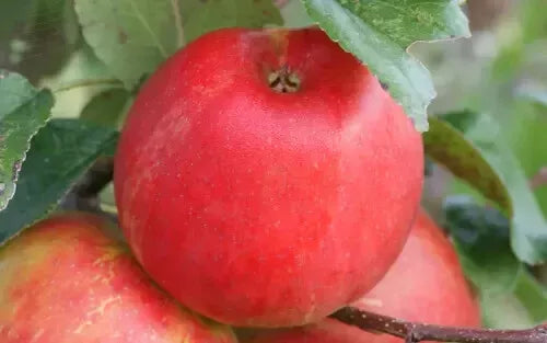 Honeycrisp Apple Seeds - 25+ Non-GMO Malus domestica for Garden Planting, Fruit Trees, Home Orchard
