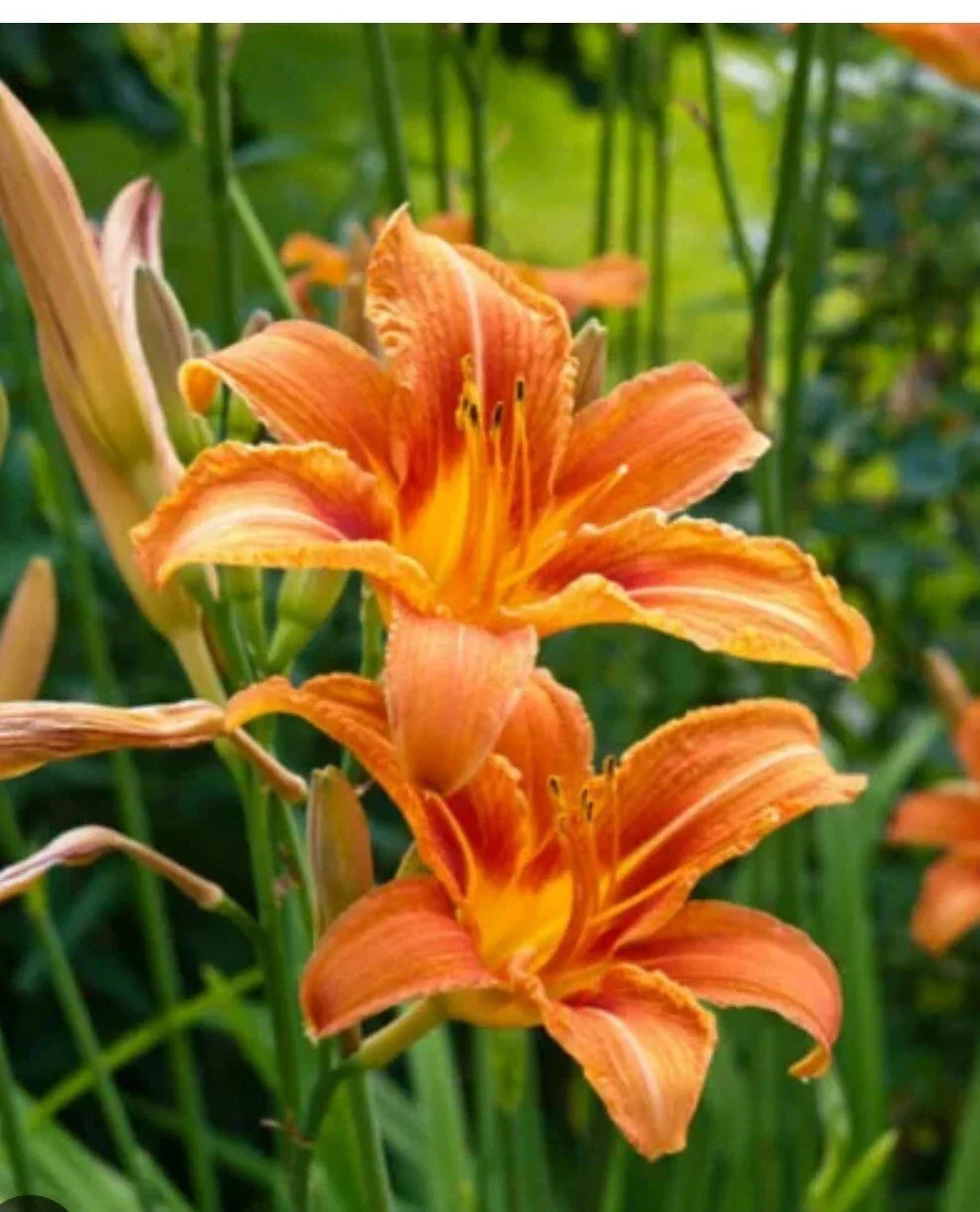Daylily Orange Big Roots - Tawny 'Ditch Lily' Hemerocallis fulva - 125 Roots, Free Shipping