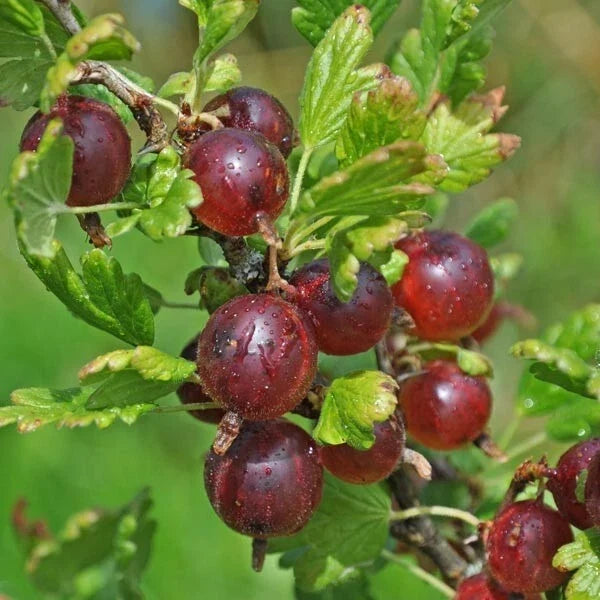 Jeanne Gooseberry Plant Live Rooted Edible Shrub Zones 3-7 Ribes uva-crispa Sweet Maroon-Red Berries