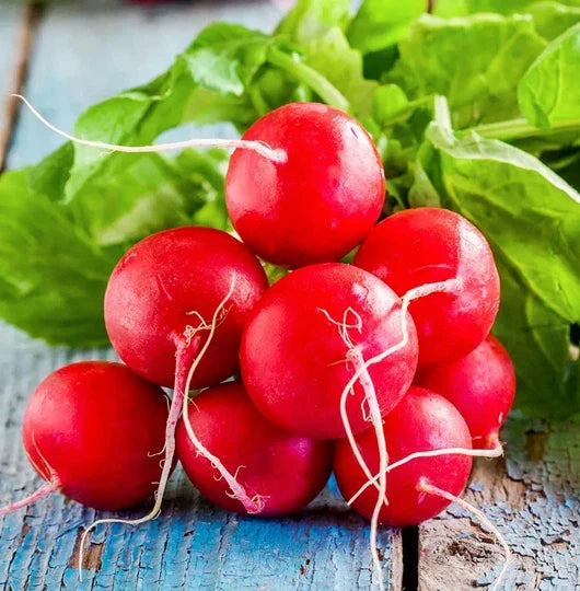 Champion Radish Seeds | Red German Giant Cherry Belle Daikon | Raphanus sativus | Organic, Fast-Growing, Non-GMO, Salad Radishes