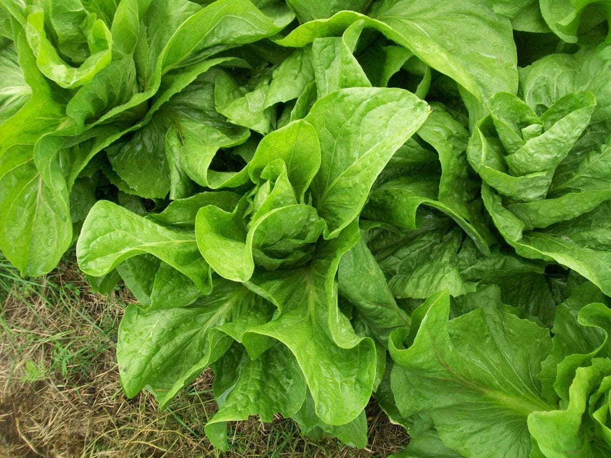 Sugar Loaf Endive Seeds - 750 Pack, Non-GMO Heirloom Cichorium endivia, Salad Greens, Easy to Grow, Organic Vegetable Seeds