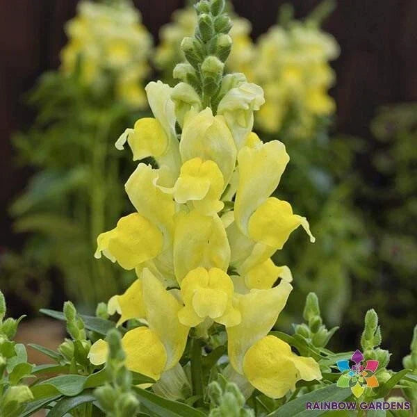 Snapdragon Seeds - 1000+ Candy Tops Yellow - Antirrhinum majus - Garden Planting Seeds USA