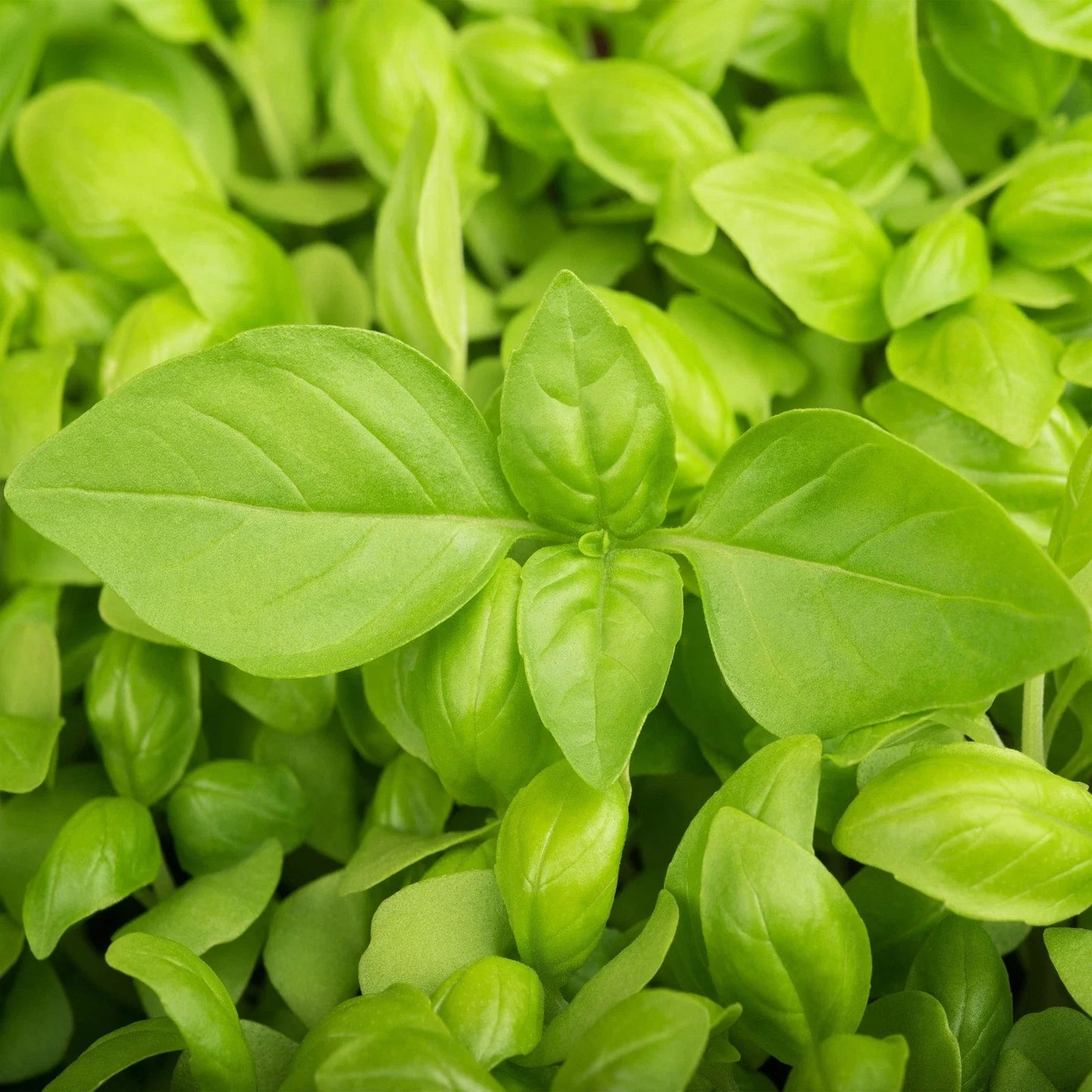 Lemon Basil Seeds - Lao Hoary Citrus Basil, Heirloom Culinary Herb, Ocimum basilicum var. citriodorum, 50 Seeds