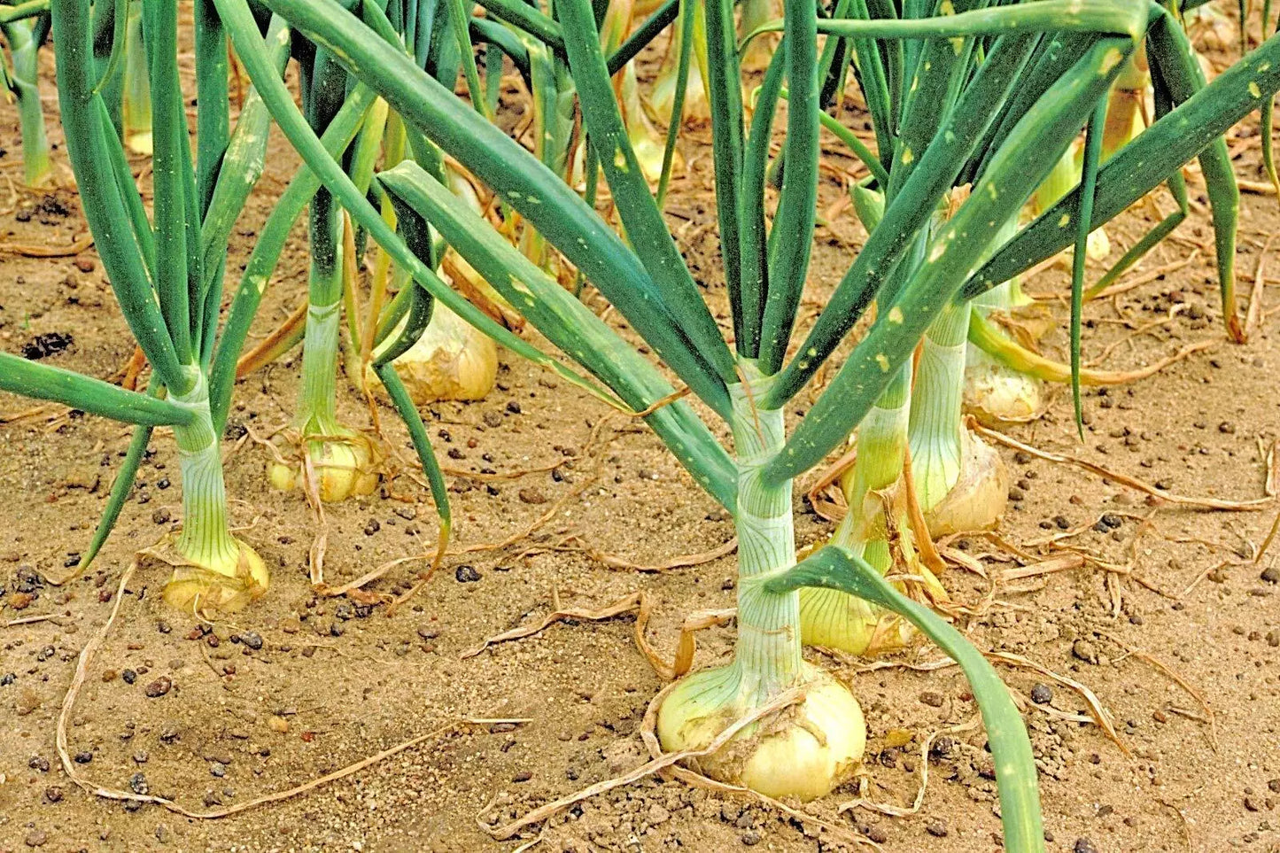 Organic Vidalia Sweet Onion Seeds - Non-GMO Allium cepa for Spring & Fall Garden Planting