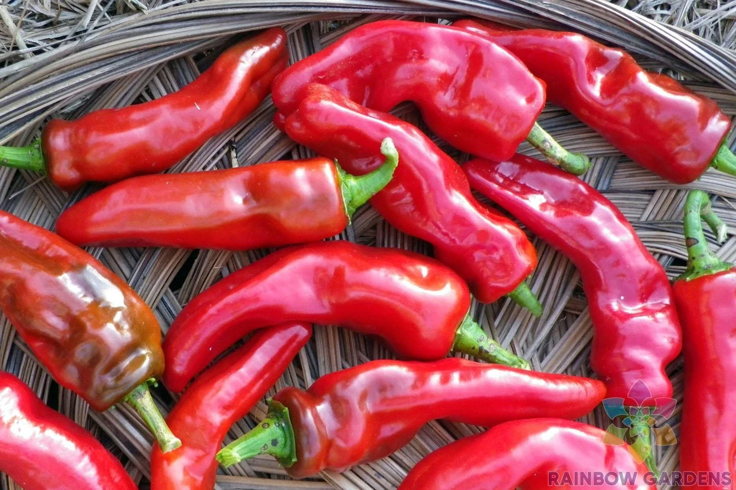 Melrose Sweet Pepper Seeds - Pack of 25, Capsicum annuum, Vegetable, Full Sun, USA Grown, Non-GMO, Easy to Grow