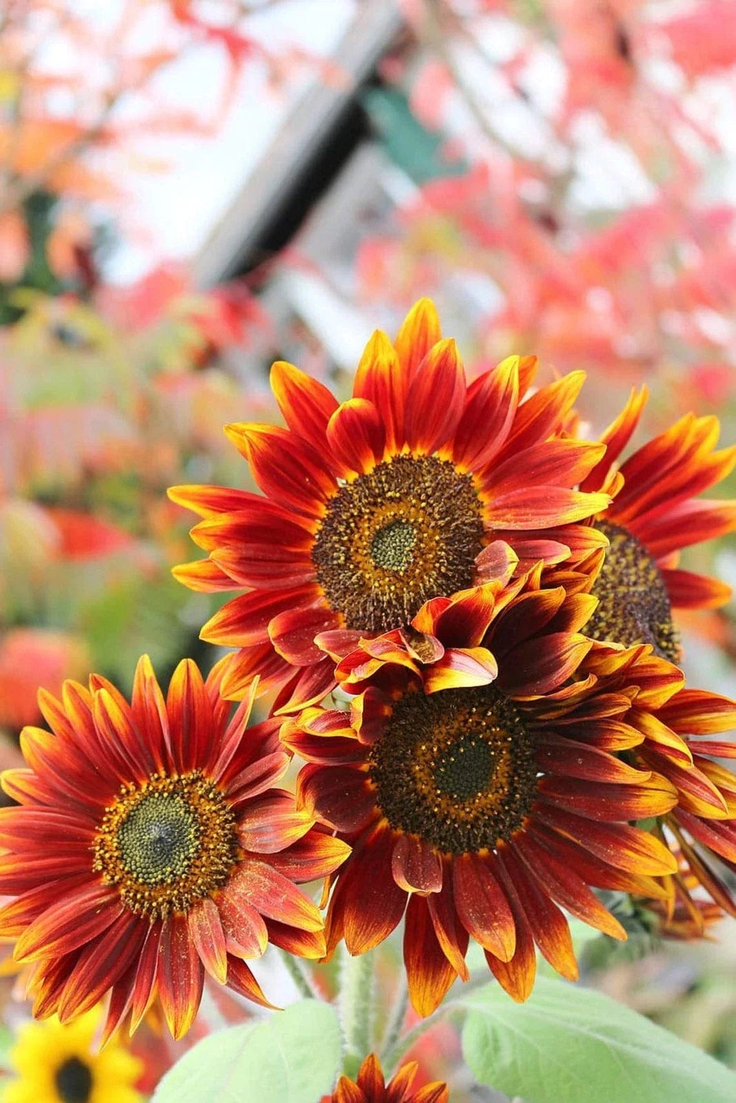 Autumn Beauty Sunflower Seeds β Vibrant Fall Colors, Helianthus annuus, 50+ Seeds for Garden, Pollinator Attracting, Full Sun, Tall Growth