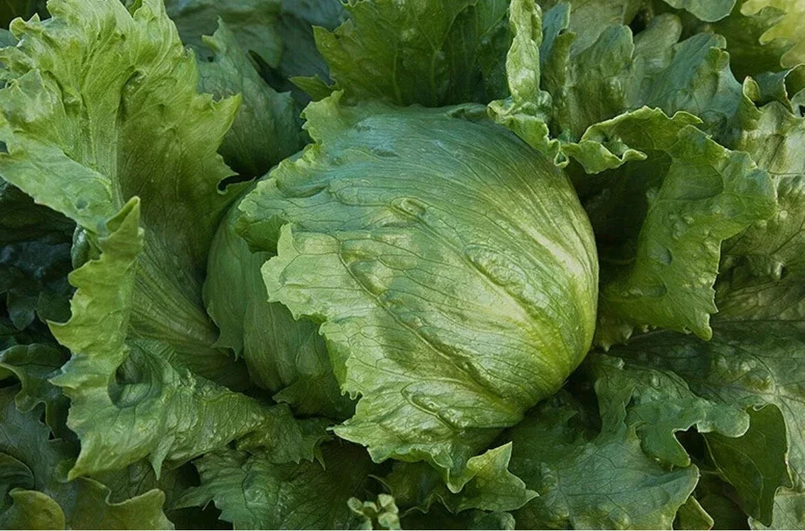 Organic Iceberg Lettuce Seeds – Non-GMO, Edible Vegetable for Home Garden – Lactuca sativa, Compact Rosette, 200 Seeds