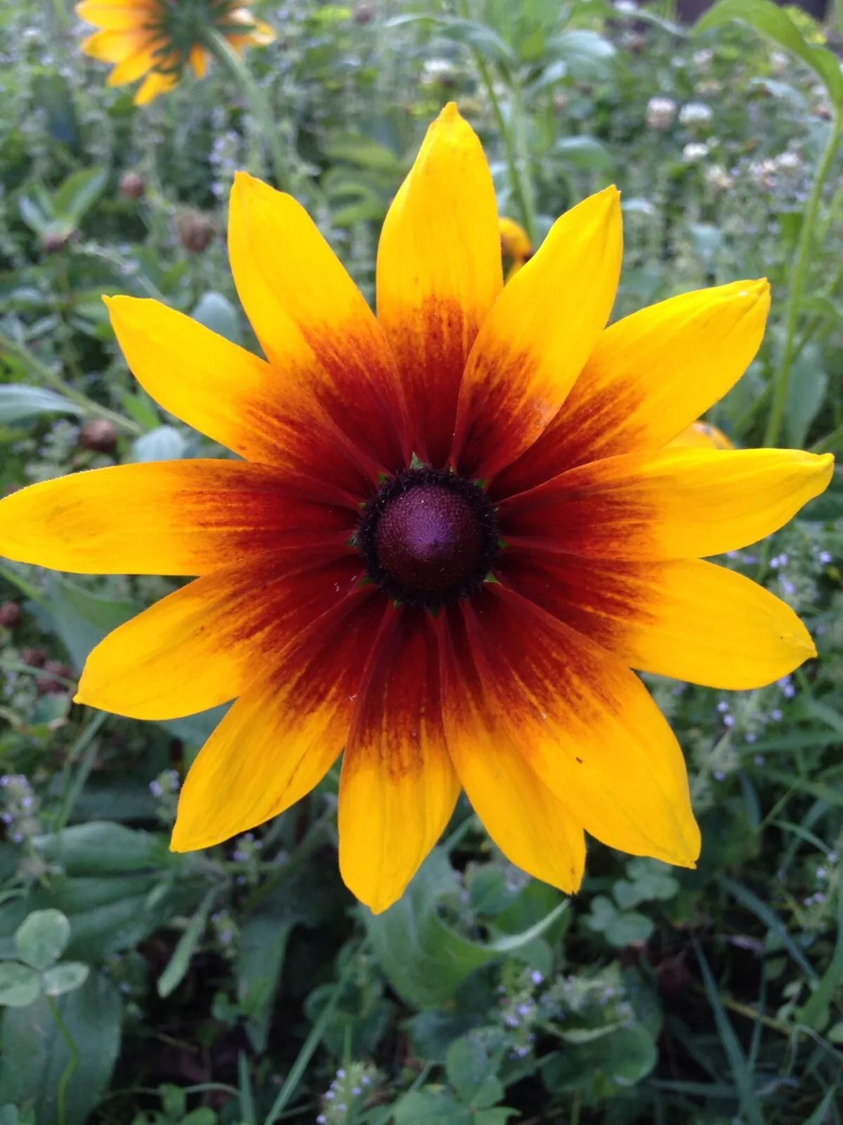 Gloriosa Daisy Seeds - 500+ Heirloom Rudbeckia hirta Flower Seeds