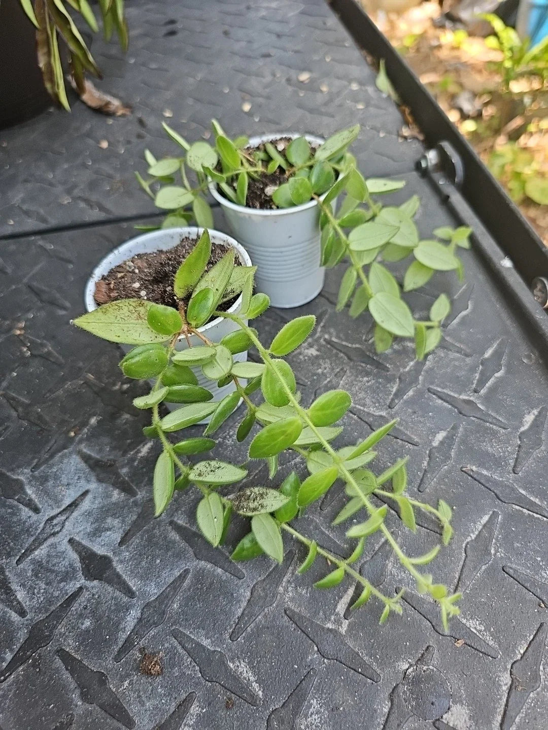 Aeschynanthus gracilis Lipstick Plant - Live Hanging Indoor Houseplant in 2.5" Pot