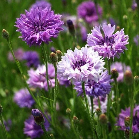 Cornflower Seeds 200 Count Mauve Heirloom Non-GMO Centaurea cyanus Flower Pack