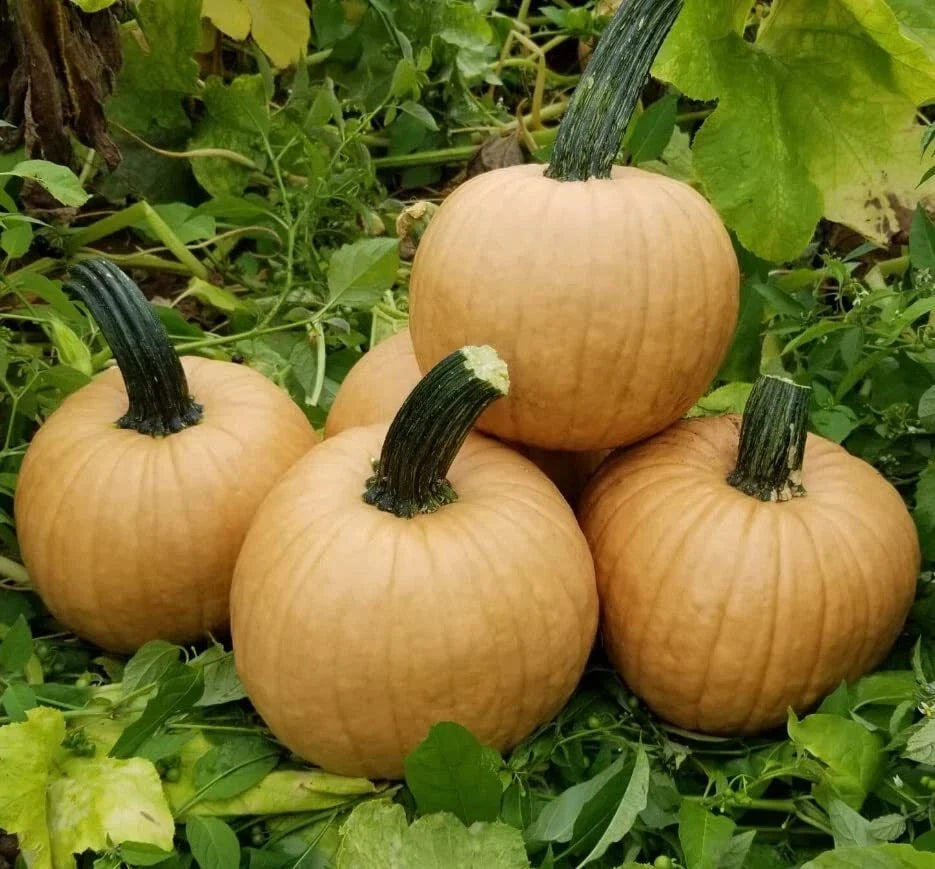 Hot Chocolate Pumpkin Seeds - Cucurbita pepo - Heirloom, Non-GMO, Vining, 10 Seeds for Home Gardens