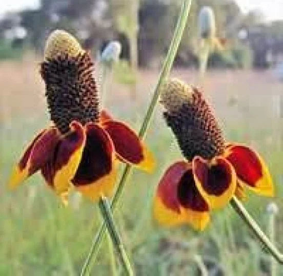 Mexican Hat Flower Seeds - Ratibida columnifera - Wildflower Garden Seeds - 100 Fresh Seeds for Pollinators