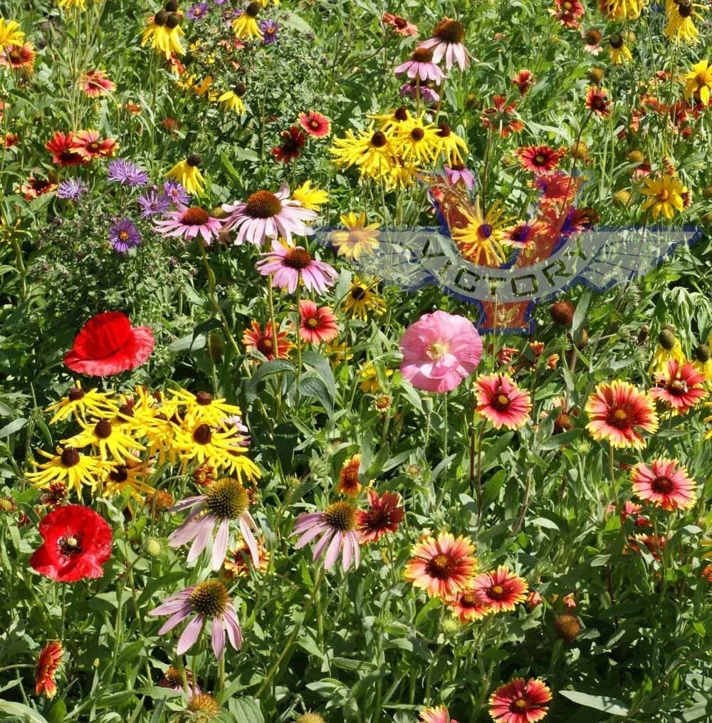 Wildflower Seed Mix - 200+ Heirloom Flower Seeds - Non-GMO Native Midwestern Varieties - USA Grown Seed Packet