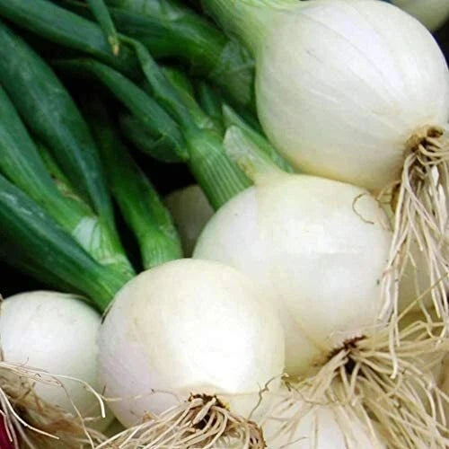 Crystal White Wax Onion Seeds - Heirloom Non-GMO Allium cepa Vegetable Gardening Pack of 100 Seeds
