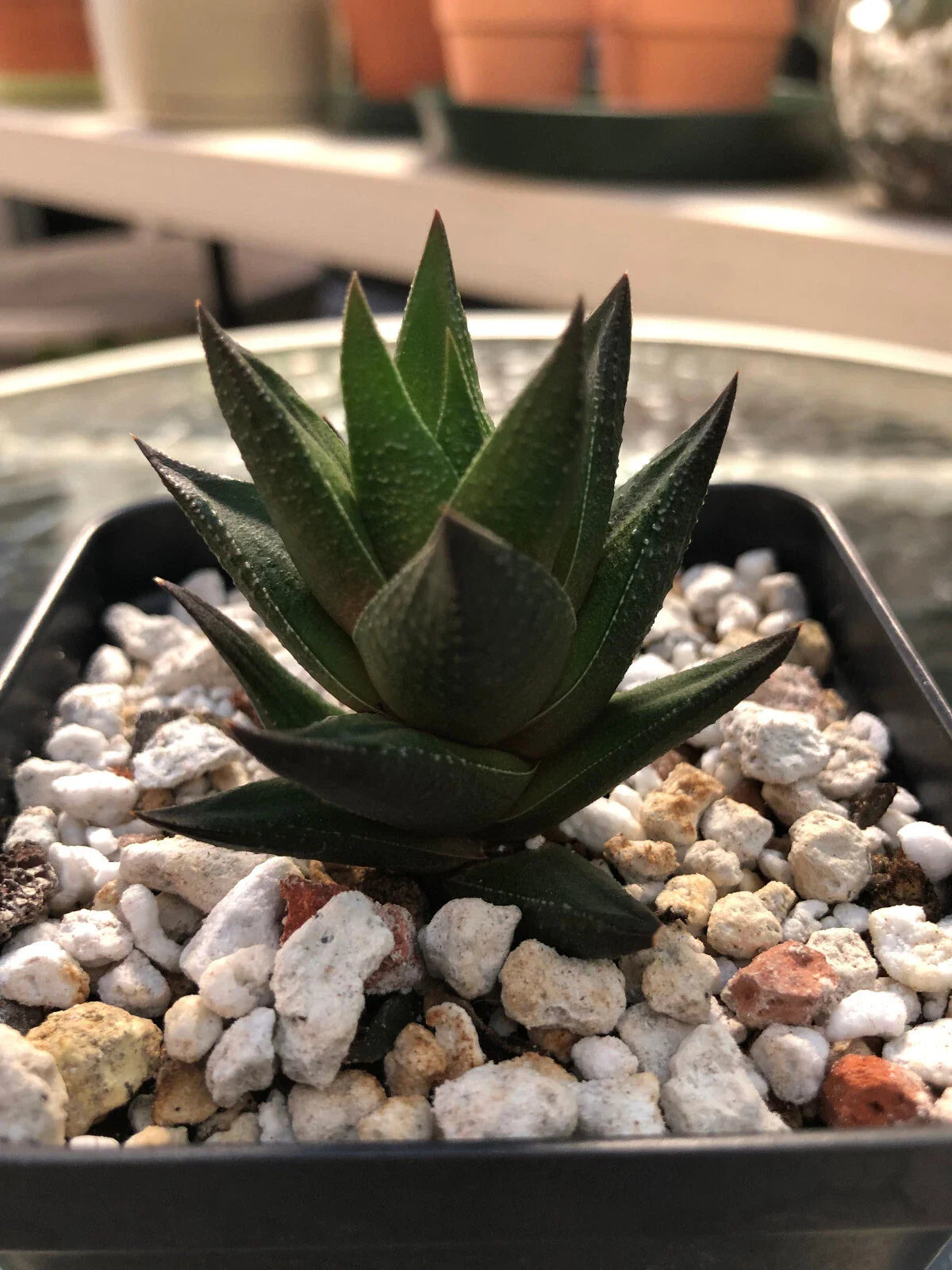Haworthia Succulent Plant Potted with 2 Free Cuttings, Easy Care Indoor Garden, Rosette Green Foliage, Low Maintenance