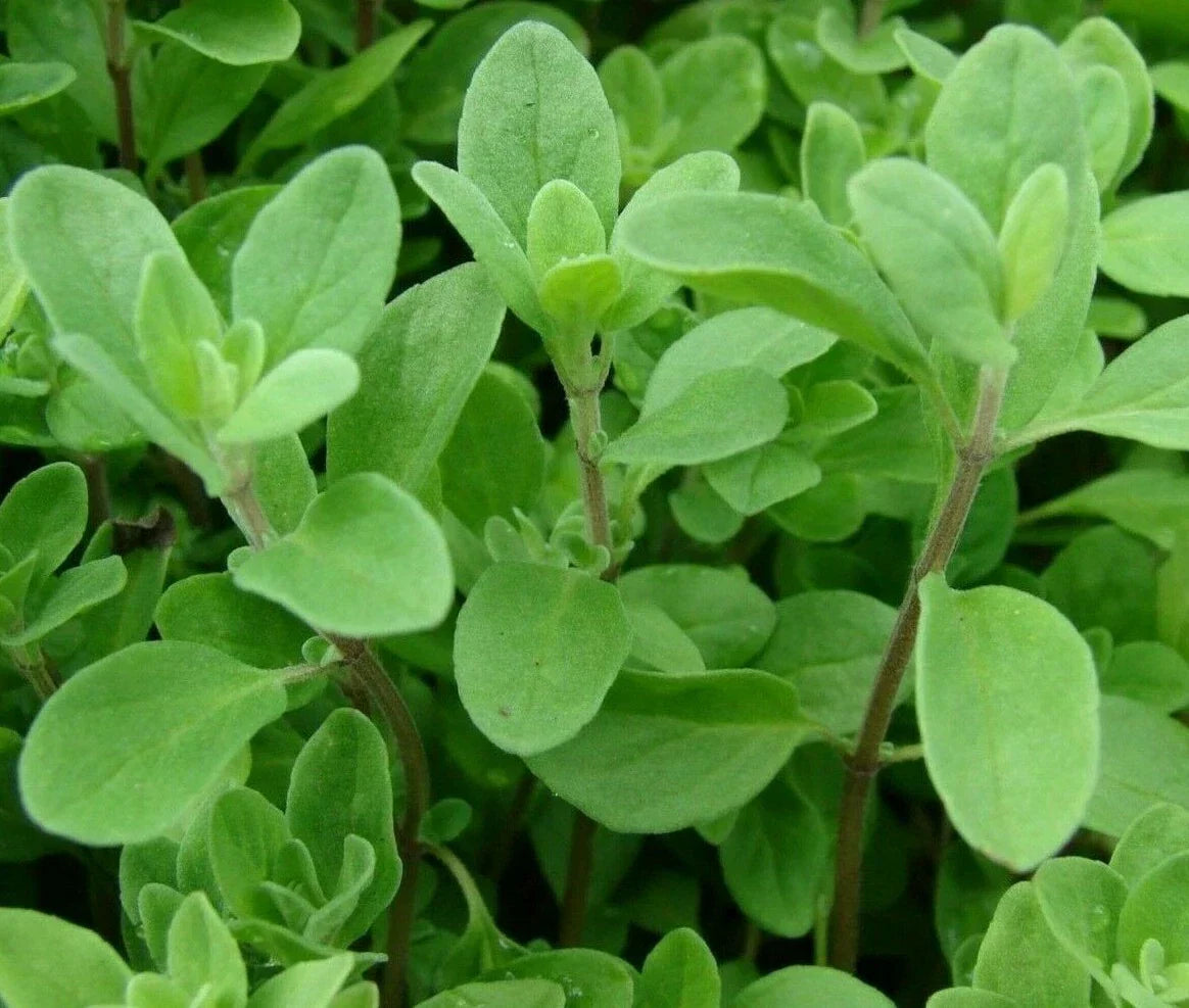 Sweet Marjoram Seeds 2000+ Non-GMO Herb Garden Annual Origanum majorana