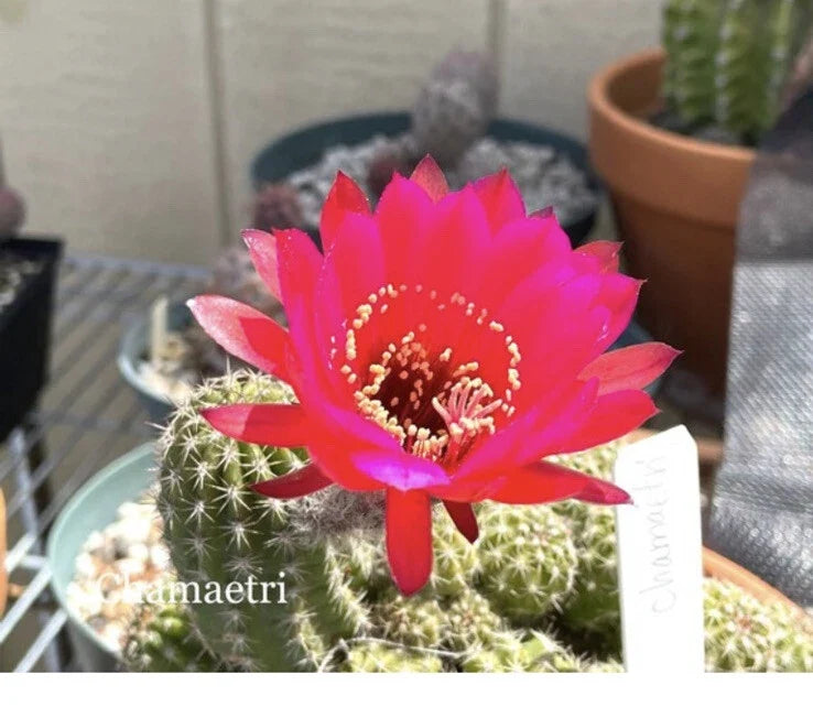 Echinopsis CHAMAETRI Rooted Pups Succulents - Unique European Hybrid Cactus for Indoor & Outdoor Gardening