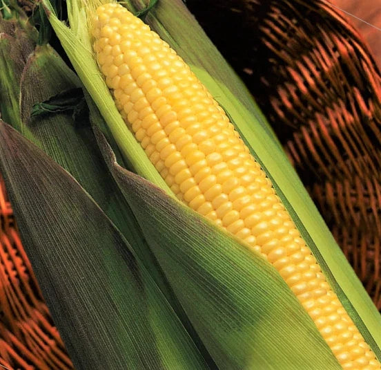 Kandy Korn Yellow Sweet Corn Seeds | Red Husk EH Hybrid | Untreated Zea Mays Vegetable Seeds for Organic Gardening