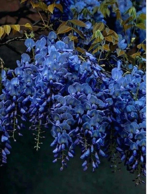 Dark Blue Chinese Wisteria Seeds - Perennial Climbing Flower Seeds Wisteria sinensis, Rare USA, Garden Trellis, Fragrant Blooms