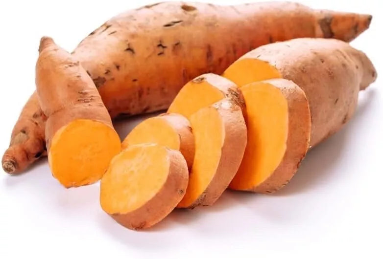 Beauregard Sweet Potato Slips Live Plants Organic Ipomoea batatas for Home Garden & Container Gardening