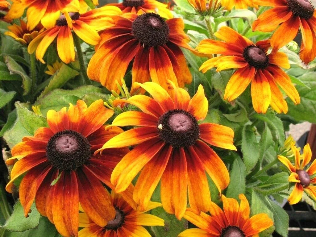 Gloriosa Daisy Seeds 2001+ Rudbeckia hirta Native Wildflower for Garden Beds & Containers, Deer Proof, Pollinator Attracting