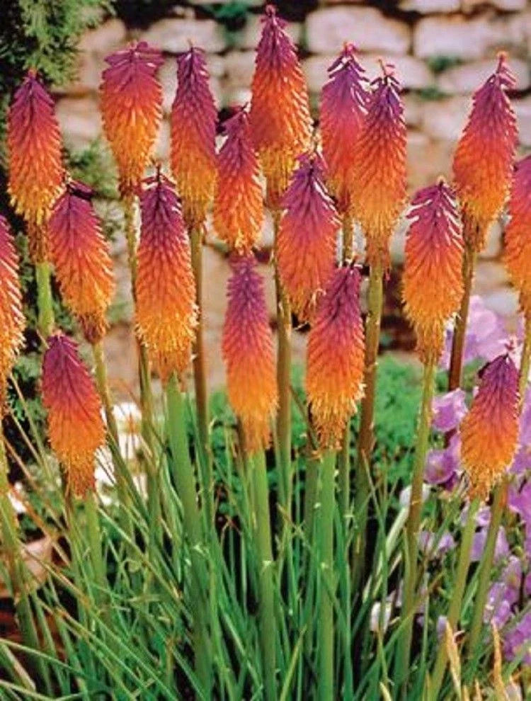 Orange Purple Torch Lily Seeds - Perennial Kniphofia uvaria, 25 Seeds for Borders & Garden Beds