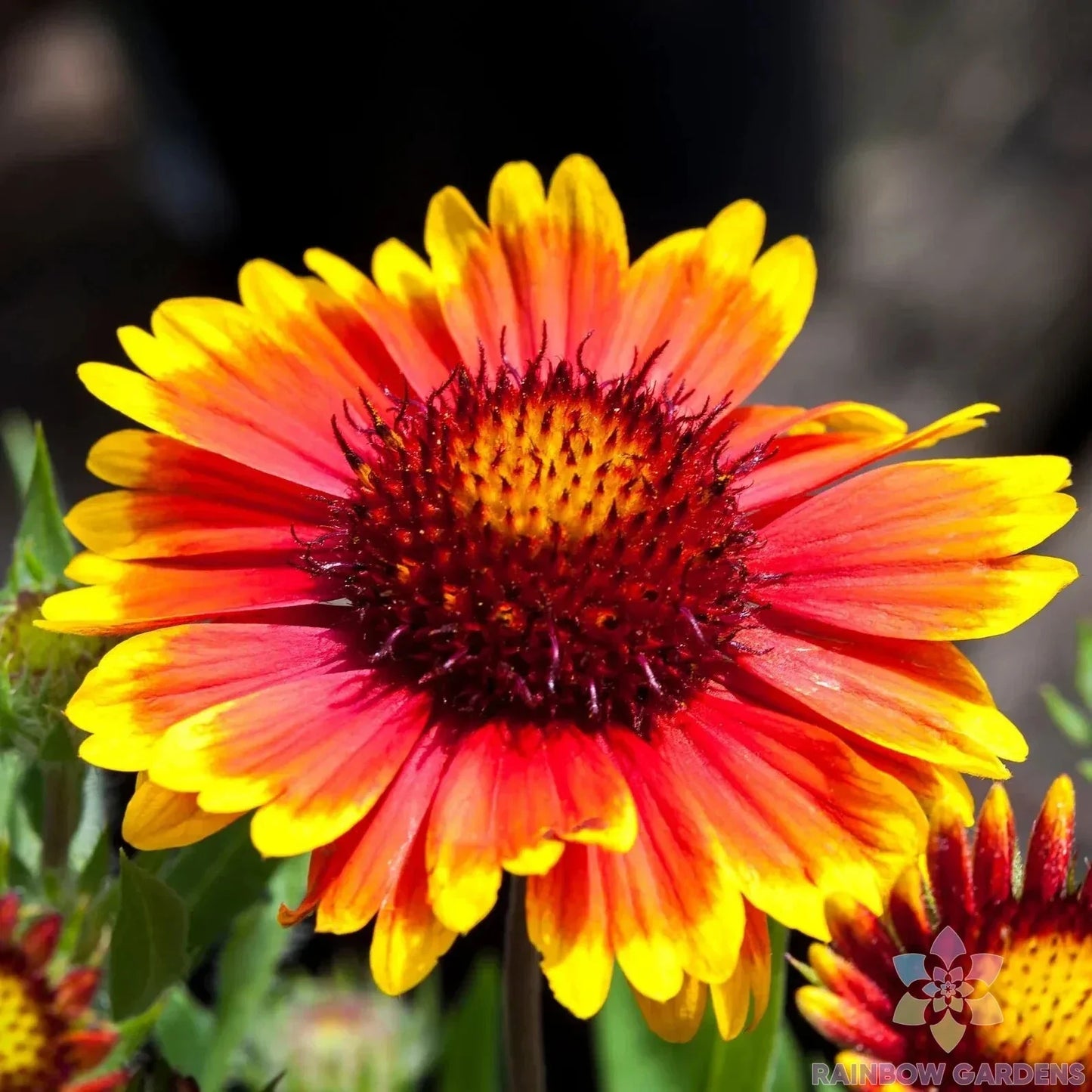 Arizona Sun Rudbeckia Seeds - 200+ Pack, Black-Eyed Susan, Rudbeckia hirta, Perennial, Bright Yellow Flowers, USA Grown