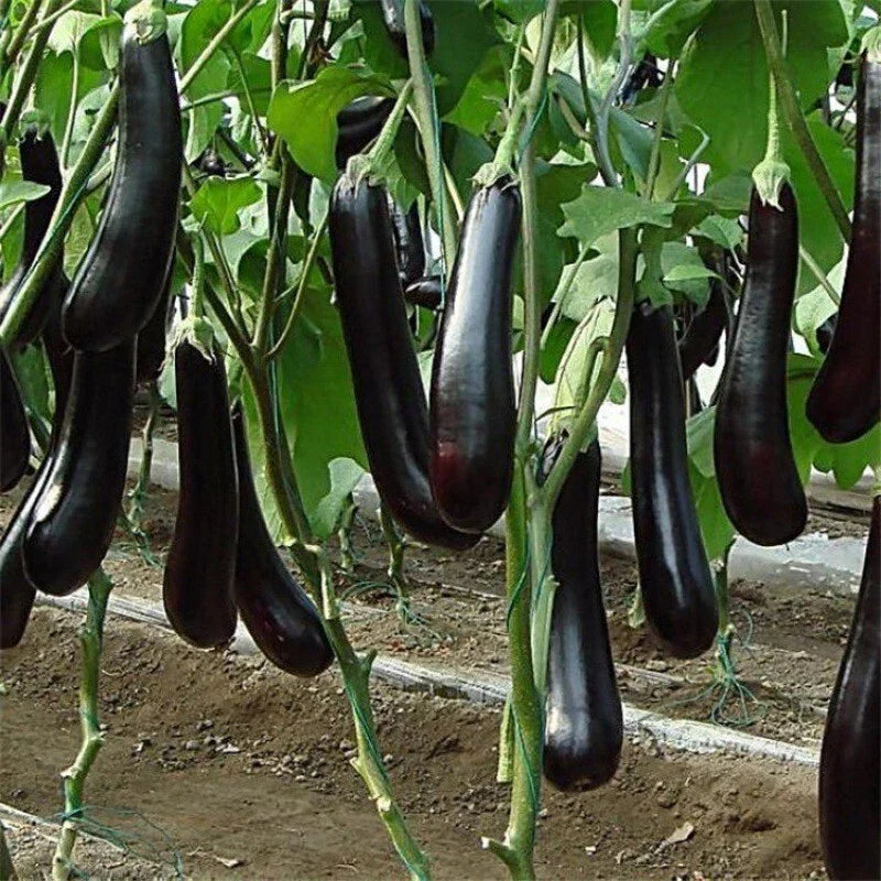 Chinese Eggplant Seeds - 100+ Long Purple Aubergine Non-GMO for Asian Gardens