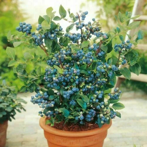 Blueberry Seeds - Dwarf Top Hat Variety for Small Gardens & Containers, Vaccinium corymbosum, Edible Sweet Blueberries